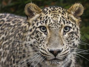 沃爾沃集團(tuán)參與瀕危波斯豹保護(hù)項(xiàng)目